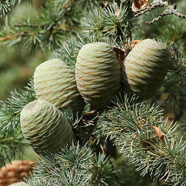 Esenciálny olej Altas Cedar