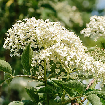 Infúzia fleur de sureau
