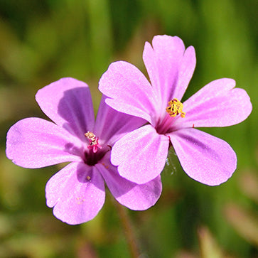 Esenciálny olej Geranium