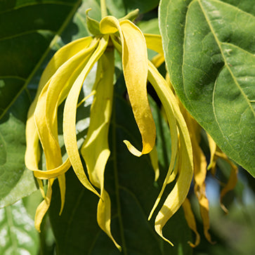 Esenciálny olej ylang-ylang