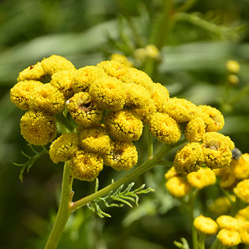 Extrakt z vratiča obyčajného