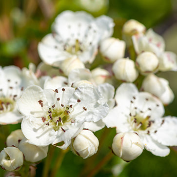 Extrakt z kvetov hlohu obyčajného
