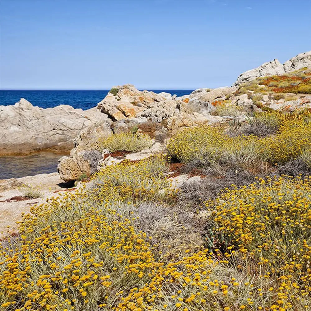 Pascale spoznala, že rastúci dopyt po slamienke ohrozuje divý korzický ekosystém a že jej kultivácia by pôdu zachránila. 