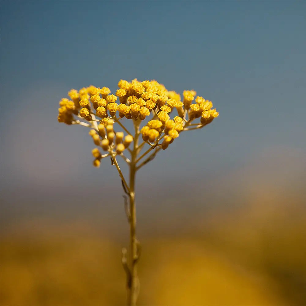 Budovanie plodného vzťahu