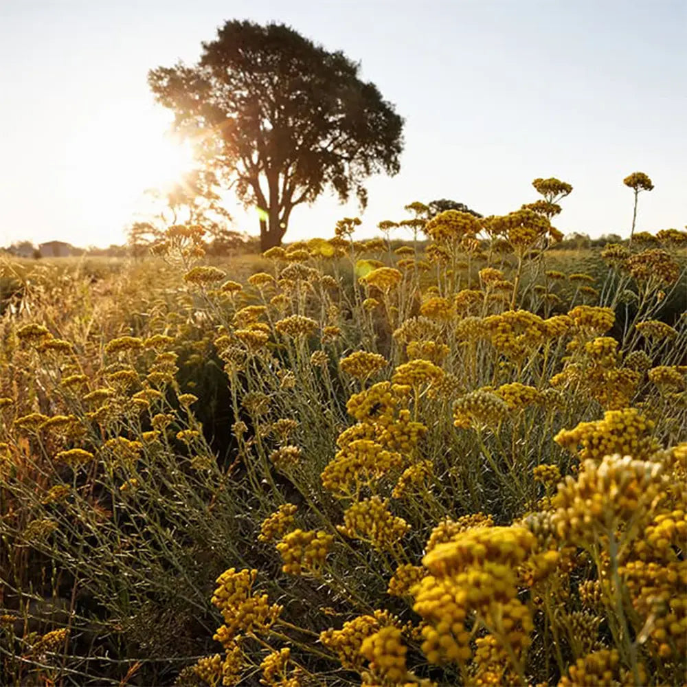Prvá žena pestujúca slamienku na Korzike