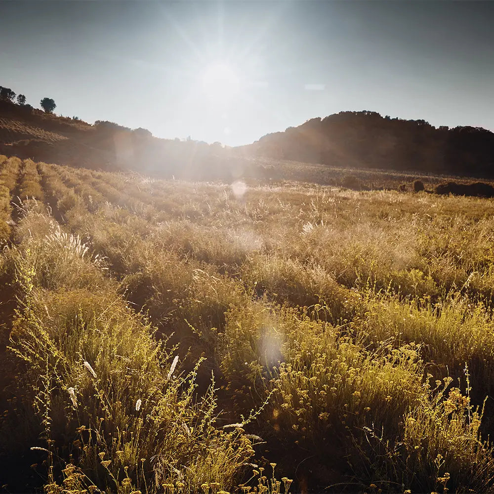 Rytmus kvetín a rodinného života