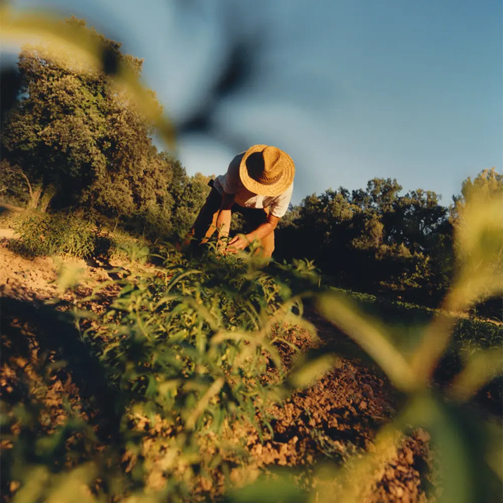 Bylinkársky pár, ktorý stojí za našou organickou verbenou