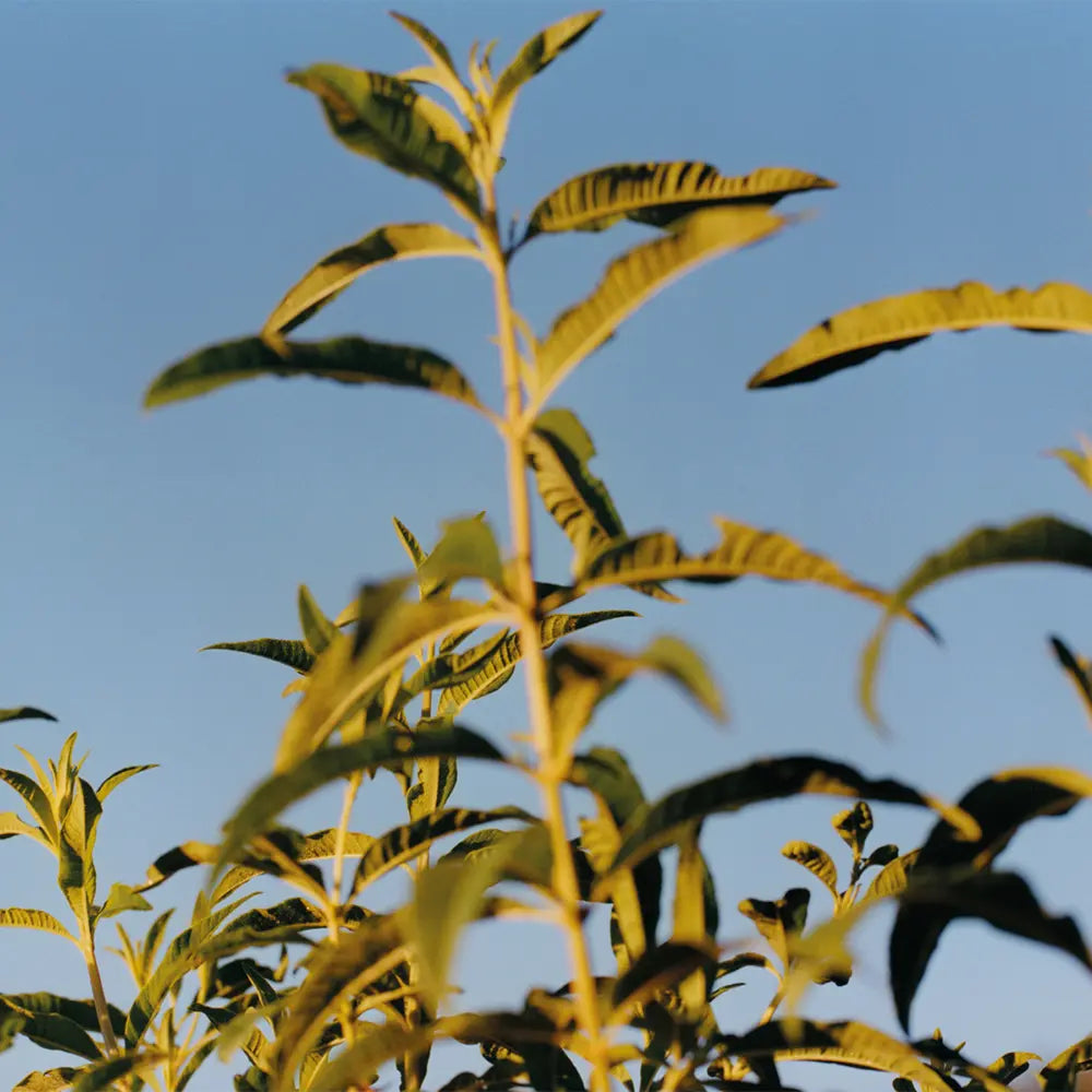 Pestovanie liečivých a aromatických byliniek